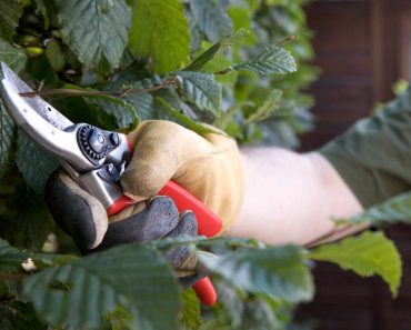 Tips for pruning deciduous hedges