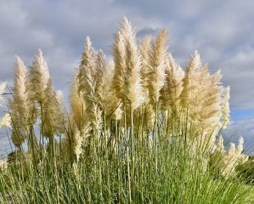 Why Is Pampas Grass Illegal?