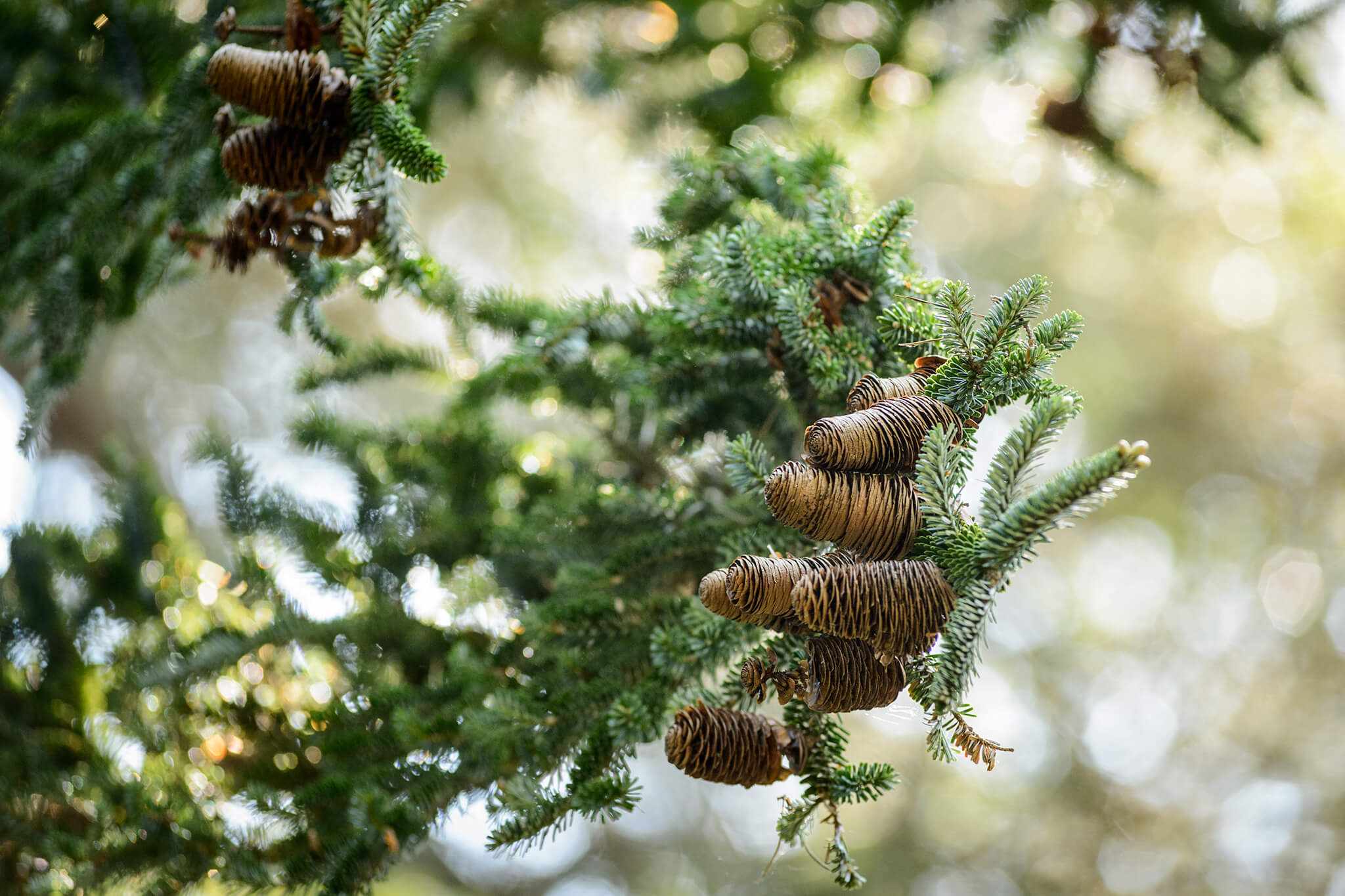 10 conifer trees to grow in your garden – Learnorganicgardening.com