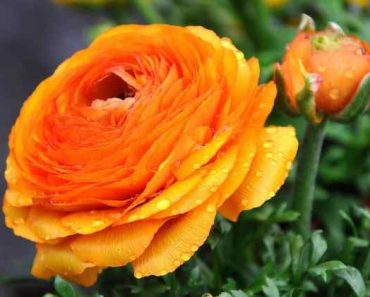 8 Best Orange Flowers to Grow in your Garden