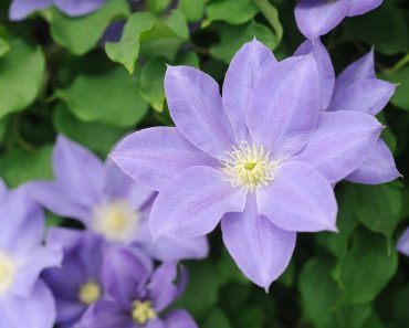 Clematis for every season