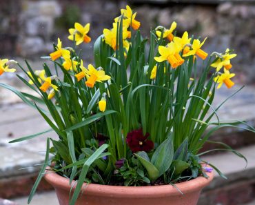 Daffodil spring pot display