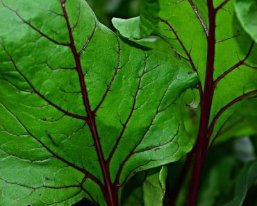 Grow These 14 Vegetables High in Potassium