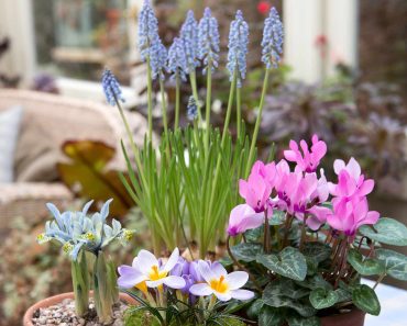 How to create a spring bulb tray