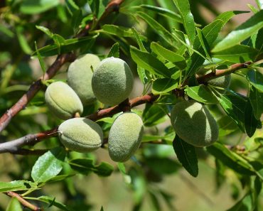 How to grow an almond tree