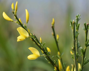 How to grow and care for a broom plant