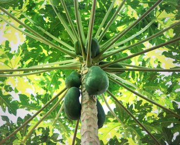 How to Grow Pawpaw Trees (Asimina triloba)
