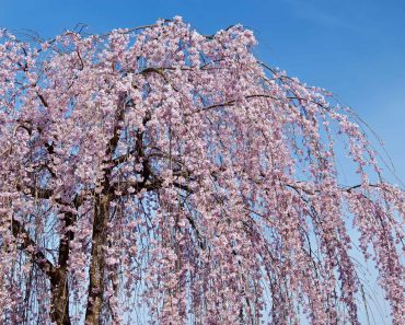How to grow weeping cherry tree