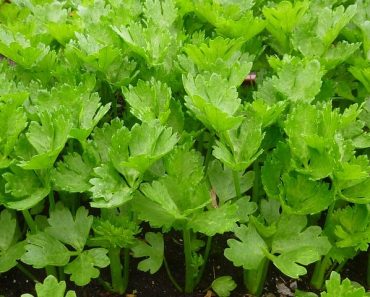 Try These Companion Plants and Herbs for Celery