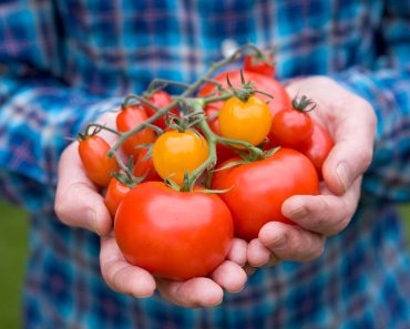 20 of the best tomatoes to grow