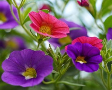 Are petunias annuals or perennials?