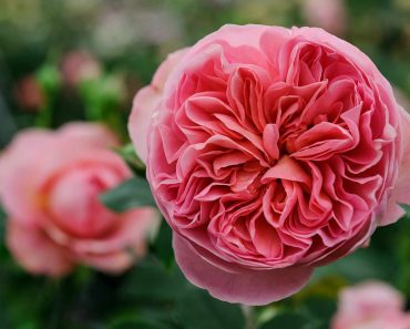 Five ways to grow better roses