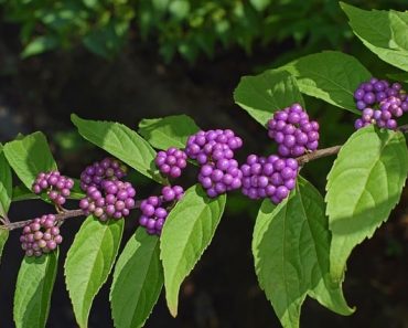 How to Grow American Beautyberry