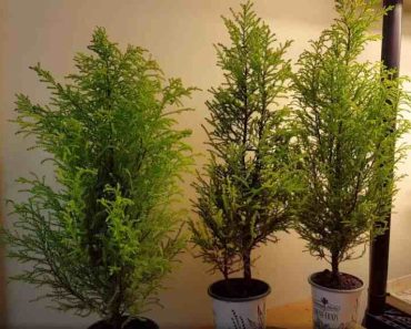 How to Grow or Care for a Lemon Cypress Tree