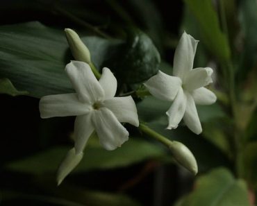 How to Grow Sampaguita Flowers (Jasminum sambac)