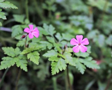 What is herb robert?