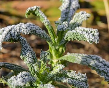 What temperature is the frost point for plants?