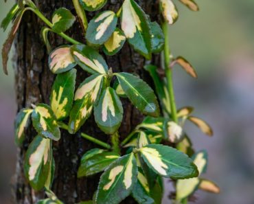 Best Ways To Remove Wintercreeper Vine From Trees