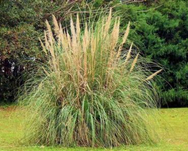Does pampas grass come back every year?