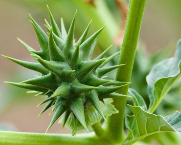 How to get rid of thorn apple