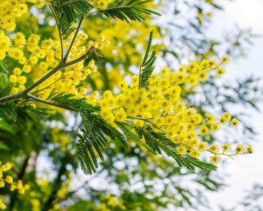 How to grow a mimosa tree