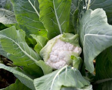 How to grow cauliflower