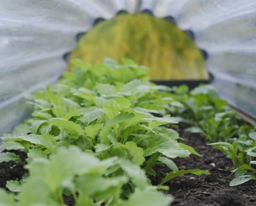 Protect young veg plants in spring