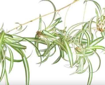 Spider Plant Babies: How to Propagate Them Into New Plants