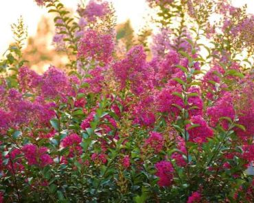 What to Plant Under Crepe Myrtles: 20 Plants to Consider
