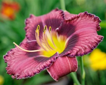 10 flowers for clay soil