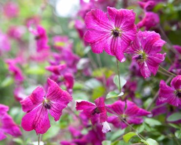 10 pretty summer clematis to grow