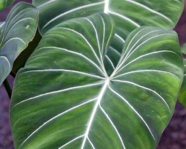 13 Rare Houseplants That Are Almost Impossible to Find