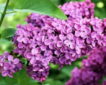 15 Great Shrubs for Clay Soil to Consider Planting
