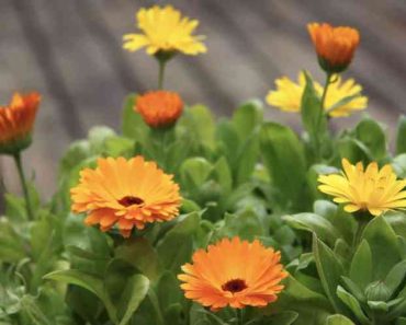 23 Best Full Sun Annual Flowers for Containers