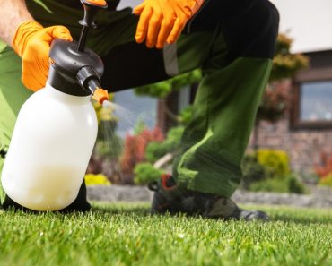 Choosing And Using Lawn Herbicides