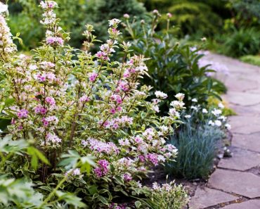 Easy To Care For Flowering Bushes