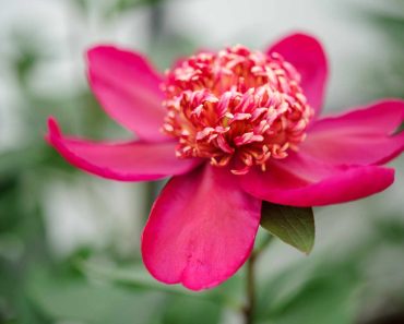 Five types of peony to grow