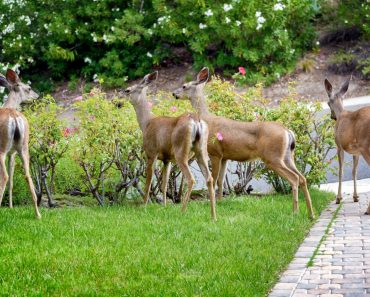Flowering Shrubs That Are Deer Resistant