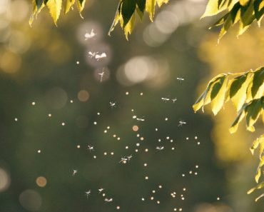 Honeysuckle Plants That Attract Mosquitoes
