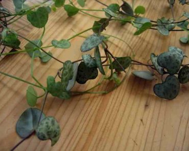 How to Care for the String of Hearts Houseplant (Ceropegia woodii)