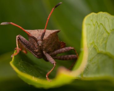 How To Get Rid Of Squash Bugs Naturally