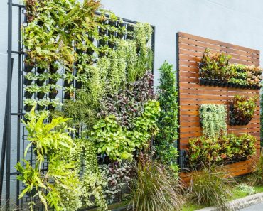 How To Grow An Outdoor Green Wall