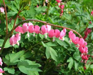How to Grow Bleeding Hearts Flower (Dicentra)
