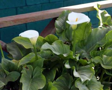 How to Grow Calla Lily Flowers (Zantedeschia)