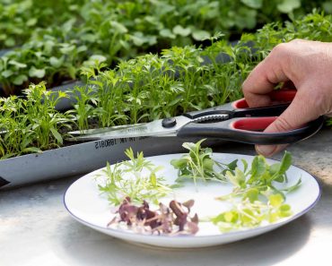 How to grow micro-greens