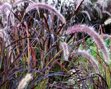 How to Grow Purple Fountain Grass (Pennisetum setaceum ‘Rubrum’)