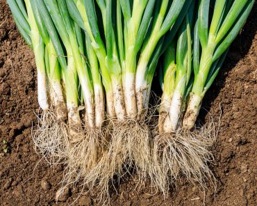 How to grow Welsh onions