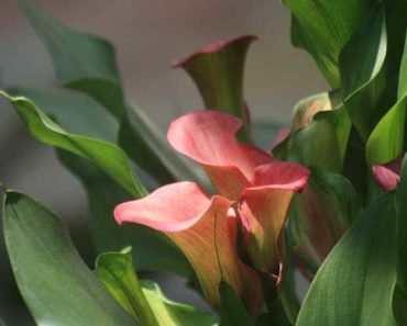 Is Calla Lily an Indoor or Outdoor Plant?