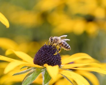 Planting for Pollinators in the Mid-Atlantic: Let’s Save The Bees And All Of Their Friends