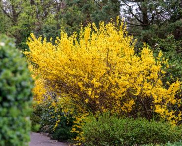 Yellow Flowering Shrubs For Any Yard